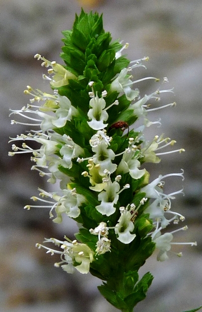 {Agastache nepetoides}